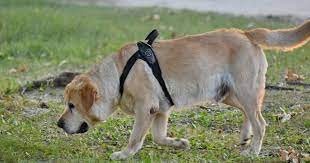 Chaque adoption est traitée avec le plus grand sérieux, et suivie : Adopter Un Chien Aupres De La Spa Les Demarches Et Les Conditions