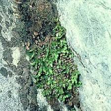 Image result for Grammitis