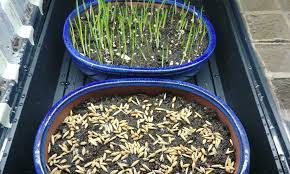 The less light it gets, the duller it will appear. Growing Cat Grass For Your Feline Is It Safe