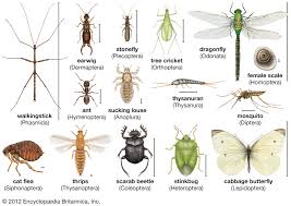 insect definition facts classification britannica