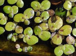 Image result for Spirodela