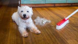 Maybe you would like to learn more about one of these? Choosing The Best Floors For Pets Houseopedia