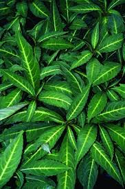 Image result for Impatiens oreocallis