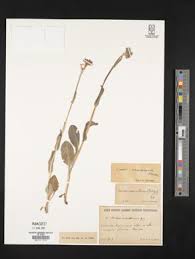 Image result for Senecio auriculatissimus