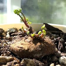 Image result for Stephania abyssinica