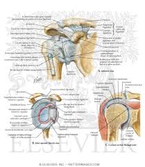 Correct art labeling activity figure 172 label the structures involved in external respiration. Drag The Labels Onto The Diagram To Identify The Structures And Ligaments Of The Shoulder Joint Answer Part A Drag The Labels Onto The Diagram To Identify The Parts And Hackvbulletin