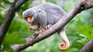 Common Spotted Cuscus Spilocuscus Maculatus Australia Spottedcuscus Australian Discount Club Support Spotted C Weird Animals Australia Animals Rare Animals