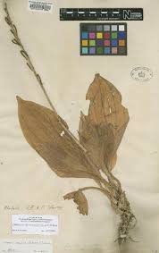 Image result for Malaxis schliebenii