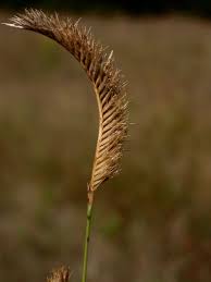 Image result for Hubbardochloa gracilis