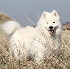 samoyed pictures of dogs and all about dog samojede hund hunde niedliche hunde