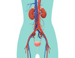 Select from 35870 printable crafts of cartoons, nature, animals, bible and many more. 8 Excretory System Ideas Excretory System Body Systems Human Body Systems