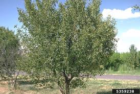 Le Cerisier Acide Cerisier Aigre Ou Griottier Prunus Cerasus Est Un Arbre Fruitier Du Genre Prunus Famille D Arbre Fruitier Cerisier Reconnaitre Les Arbres