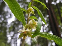 Image result for Epipactis africana