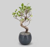 Chinese Banyan Bonsai Tree