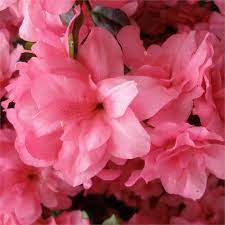 Evergreen Azalea Hachmann S Rokoko Azaleas Evergreen Front Garden
