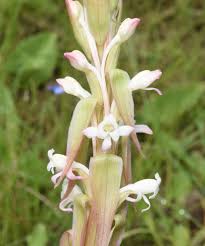 Image result for Satyrium macrophyllum