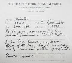 Image result for Helichrysum longiramum