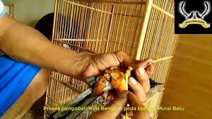 We did not find results for: Cara Mengobati Kaki Bengkak Burung Murai Batu Youtube