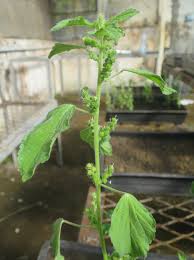 Image result for Acalypha lanceolata