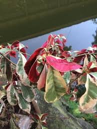 Image result for Excoecaria