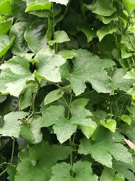 Image result for Lagenaria sphaerica