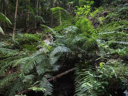 Image result for Pneumatopteris