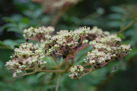 Image result for Zanthoxylum