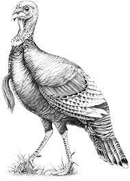 Wild Turkey Bourbon Turkey Art Wild Turkey Turkey Drawing
