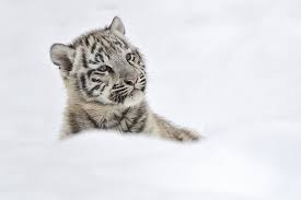 Hd Wallpaper Animals Baby Cats Cubs Glance Snow Tigers Wallpaper Flare