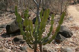 Image result for Euphorbia cooperi