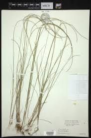 Image result for Microchloa