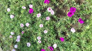 Check spelling or type a new query. Toko Bunga Mossrose Marigold Di Watugede Singosari Malang Jawa Timur Umkm Mart Indonesia