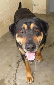 Big Fluffy Black And Brown Dog Breeds Male 4yrs 0 Months Black Brown Dog 12658 Animals Dog Adoption Adoption