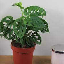 Monstera Monkey Mask Mini Swiss Cheese Plant Plants Cheese Plant Swiss Cheese Plant