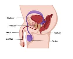 Image result for Radical Prostatectomy