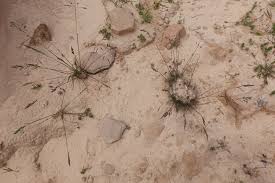 Image result for Poa leptoclada