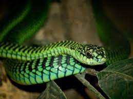 Gorgeoooous Snake Dangerous Animals Pet Snake