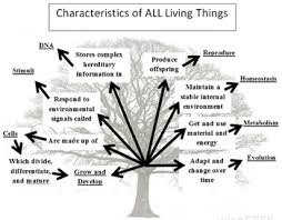 A Visual Graphic Organizer To Help Students Learn The 8 Characteristics Of All Tree Graphic Graphic Organizers Characteristics Of Living Things