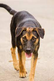 Some Mongrel Street Dogs Of Davao Philippines These Are Called Askals Or Aspins Crossbreed Mongrels Askal Aspin D Street Dogs Dog Projects Dog Boarding