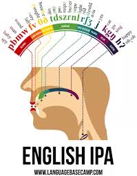 A Phonetic Map Of The Human Mouth