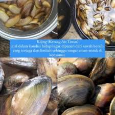 Resepnya boleh banget dipake buat kalian yg pengen masak opor ayam pas lebaran. Jual Kerang Kijing Murah Harga Terbaru 2021