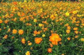 Orange Cosmos Flowers Field Of Orange Colored Cosmos Flowers In Ichon Hangang River Park In Seoul South Korea Cosmos Flowers Cosmos Flowers