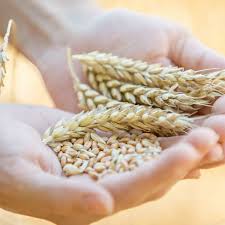 Qu'est ce que je vois? Maladie Coeliaque Sensibilite Ou Intolerance Au Gluten Demeler Le Vrai Du Faux Femme Actuelle Le Mag