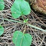 Image result for Commicarpus plumbagineus