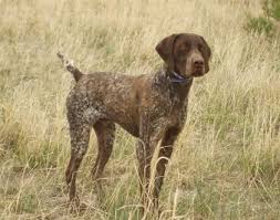 We did not find results for: Akc German Shorthaired Pointer Puppies For Sale In Montrose Colorado Classified Americanlisted Com