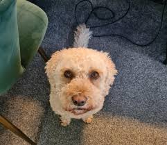 Are you missing this little cutie ? Trying to move in; bringing her best  moves😉 very loving. Currently