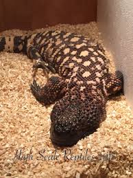It has a more elongated body and longer tail than the gila monster and lacks the enlarged cloacal scales and light colouring to the head. Heloderma Horridum Mexican Beaded Lizard