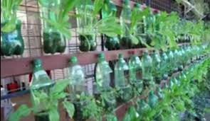 Mudah, manfaatkan bahan terbuang, selamat daripada racun serangga. Cara Menanam Sayuran Di Botol Aqua Bekas Di Pekarangan Rumah Cara Sehat Serhamo
