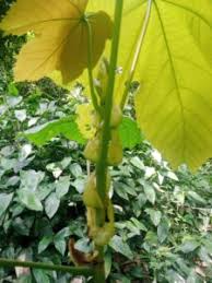 Image result for Macaranga schweinfurthii