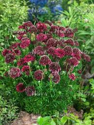 Scabiosa Columbaria Barocca Decoration Exterieur Jardins Exterieur